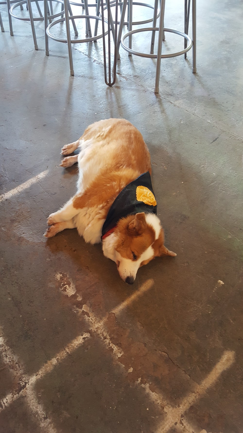 Corgi, Judeau, Town Beer Co